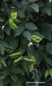 Image result for Canavalia cathartica