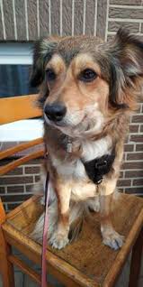 Süsser süßer hund tiere welpen doggy pet. Wer Hund Ist Susser Tiere Umfrage Abstimmung