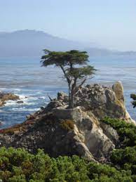 This post shares a full weekend itinerary so you won't miss anything! 17 Mile Drive A Scenic Drive Along The Monterey Peninsula In Pebble Beach California