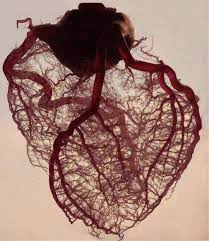 The human heart stripped of all fat and muscle, exposing just the coronary  arteries and cardiac veins by anatomist, Gunther von Hagens. via ABC News