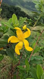 Image result for Hypericum roeperianum