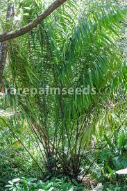 Image result for Raphia ruwenzorica