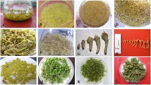Wipe the injection point on your substrate with alcohol. Frontiers An Efficient Somatic Embryo Liquid Culture System For Potential Use In Large Scale And Synchronic Production Of Anthurium Andraeanum Seedlings Plant Science