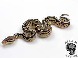 Axanthic Pewter Morph List World Of Ball Pythons Ball Python Snake Lovers Cute Snake
