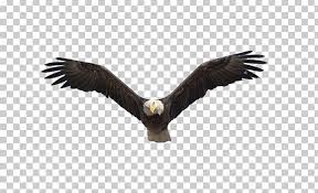 Northern birds migrate to more southern parts of their range. Benton Lake National Wildlife Refuge Bald Eagle Flight Bird Png Clipart Animals Beak Bird Of Prey