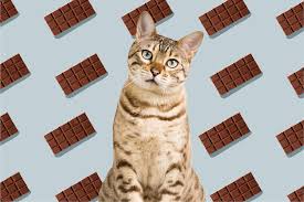 However, there's no data regarding whether or not macadamia nuts are dangerous to cats. Can Cats Eat Chocolate Here S Why Chocolate Is Not Safe For Cats Daily Paws