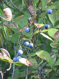 Just a short drive from orlando, the disney area, the space coast, and the orlando international airport, wild florida offers the best of central florida's most sought after activities. Vaccinium Caesariense Wikipedia
