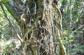 Image result for Pleopeltis