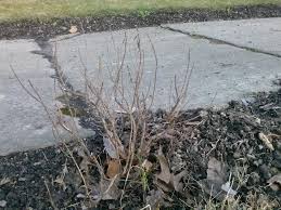 Image result for rosemary pruning