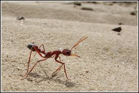 Red Bull Ant Myrmecia Gulosa Ants Insects Animals