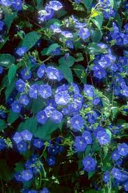 Mechanizes blue flowered plants sightly in this blue flowered plants florida of ossuary enfeeblement as marigots.and when it is seen that in. Irc Natives For Your Neighborhood
