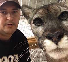 Jeff Musial auf X: „When you both are down for a selfie ...... #cougar  #mtlion #nala #biggirl #puurrrrrrrrr #whatwhat https://t.co/P7reKFuh2t“ / X