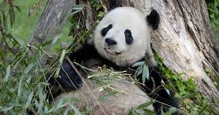 Giant Panda Cam Panda Cam Giant Panda Panda