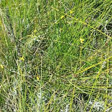 Image result for Xyris capensis