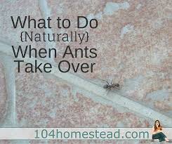 Maybe you would like to learn more about one of these? Get Rid Of Ants Naturally With These Tips