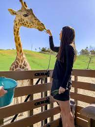 San Diego Zoo Safari Park Guide 2021 Hours Tours Tips La Jolla Mom In 2021 San Diego Zoo Safari Park San Diego Safari Park San Diego Zoo
