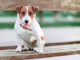 Portrait Of Front Of Cute Small White And Brown Dog Jack Russel Stock Photo Picture And Royalty Free Image Image 104882896