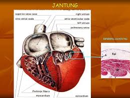Pada dinding jantung terdiri atas 3 lapisan yakni endokardium (terdalam), kemudian miokardium (bagian tengah), serta. Eryati Darwin Fakultas Kedokteran Universitas Andalas Ppt Download