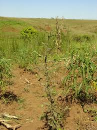 Image result for Neojeffreya