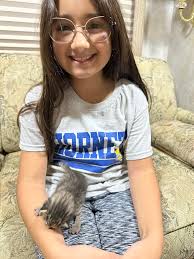 Who can foster a baby kitten in Conroe?