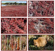 Image result for Halosarcia