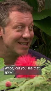 Hummingbird Stuck in Tree Spinning