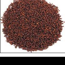 We did not find results for: Jual Black Mustard Seed Biji Sawi Import 1 Kg Jakarta Pusat Indian Toko Tokopedia