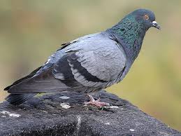 Resultado De Imagem Para Pombo Real Bird Control Pigeon Bird