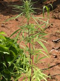 Image result for Cannabis sativa