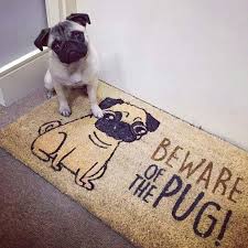 Using Hydrogen Peroxide To Clean Ears Is It Good For Your Dog Cute Pugs Pugs Pug Love