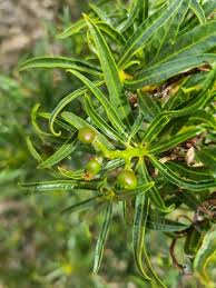 Image result for Ozoroa homblei