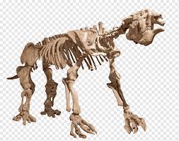 Raksasa Tanah Sloth Skeleton Skull Skeleton Carnivoran Tyrannosaurus Twothed Sloth Png Pngwing