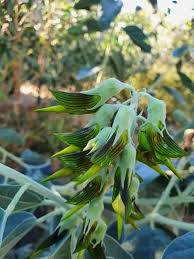 Image result for Crotalaria phyllostachys