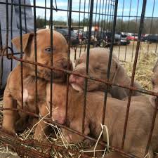 Check spelling or type a new query. U S Cities Requiring Pet Stores To Sell Rescue Dogs Only Pethelpful