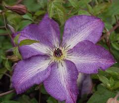 Image result for Clematis costata