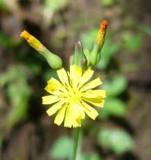 Image result for Youngia japonica