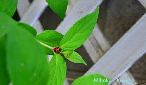 テントウムシはガーデニングの見方 アブラムシなどの害虫を食します Lovegreen ラブグリーン