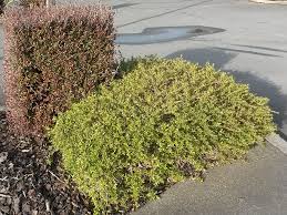 Image result for Cyperus kirkii