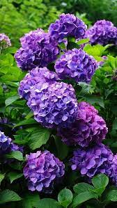 Hydrangea Flowering Shrubs Herbs Garden 38059 640x1136 Small Purple Flowers Hydrangea Purple Purple Garden