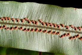 Image result for Oleandra