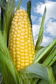 It is 5 1/2 inches long and appear to have been painted yellow although the paint is now very faded. Ear Of Corn Wordreference Forums