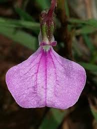 Image result for Afrohybanthus