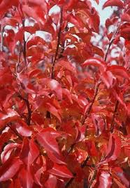 Also beautiful planted in a row. Pyrus Cleveland Select Ornamental Pear Emerald Gardens Nursery