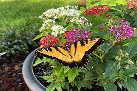 I have lived in florida since. Guide To Florida Annuals