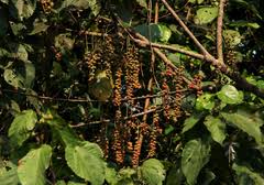 Image result for Alchornea cordifolia