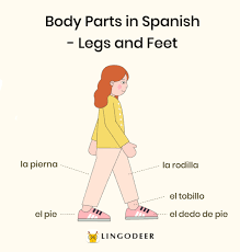 99,5 % successfully done in october 2019. Body Parts In Spanish Vocabulary Grammar And More