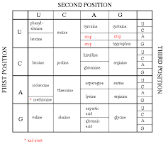 Dna Basics 1