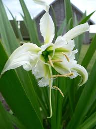 Image result for Ismene narcissiflora