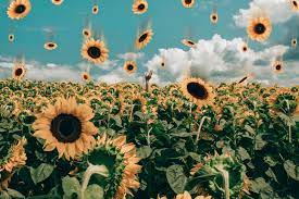 Tons of awesome aesthetic sunflower horizontal wallpapers to download for free. Vintage Aesthetic Horizontal Wallpapers Wallpaper Cave