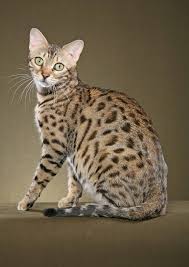 Sometimes pedigreed cats end up at the shelter after losing their home to an owner's death, divorce or change in economic situation. Bengal Cat Wallpapers Wallpaper Cave